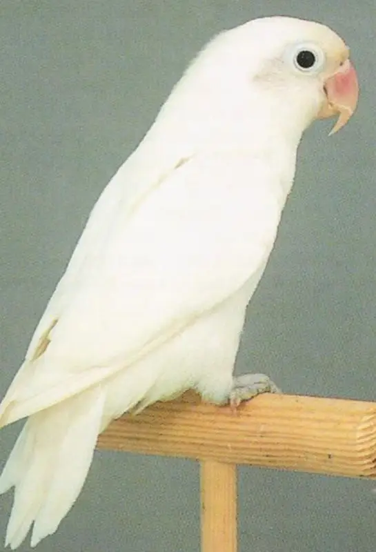 finches , love birds and cages for sale — photo 7