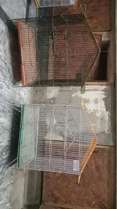 finches , love birds and cages for sale — photo 9