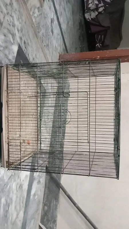 finches , love birds and cages for sale — photo 10
