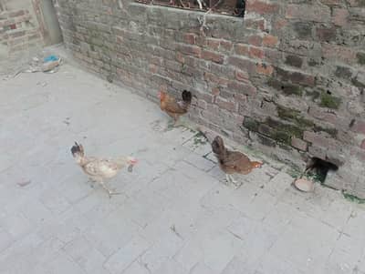 Desi misri hens