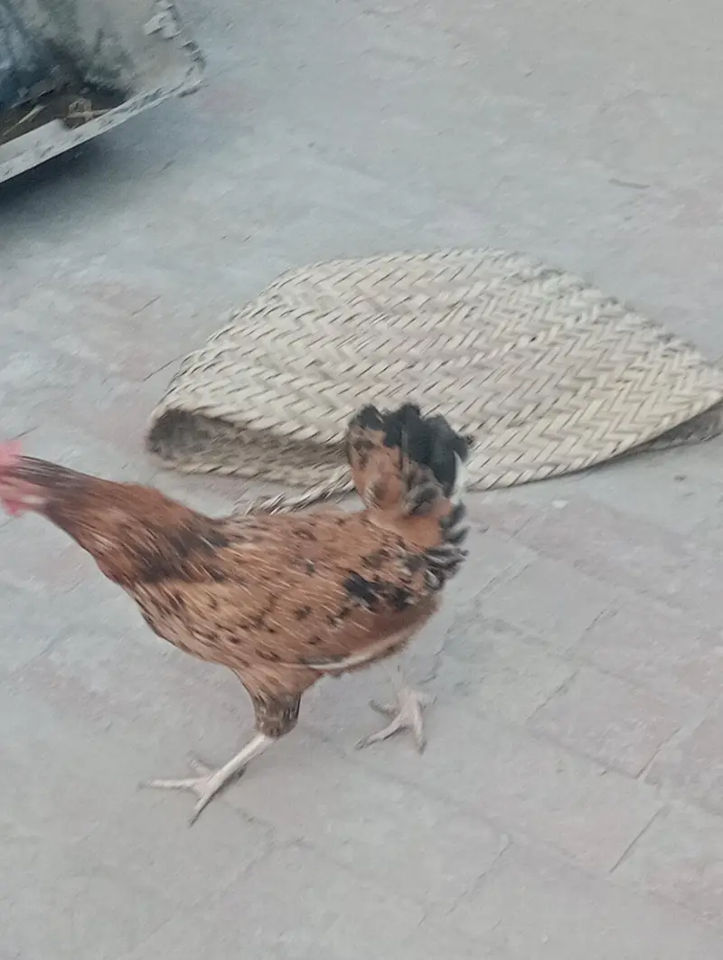 Desi misri hens — photo 2