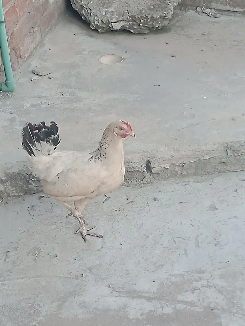 Desi misri hens — photo 3