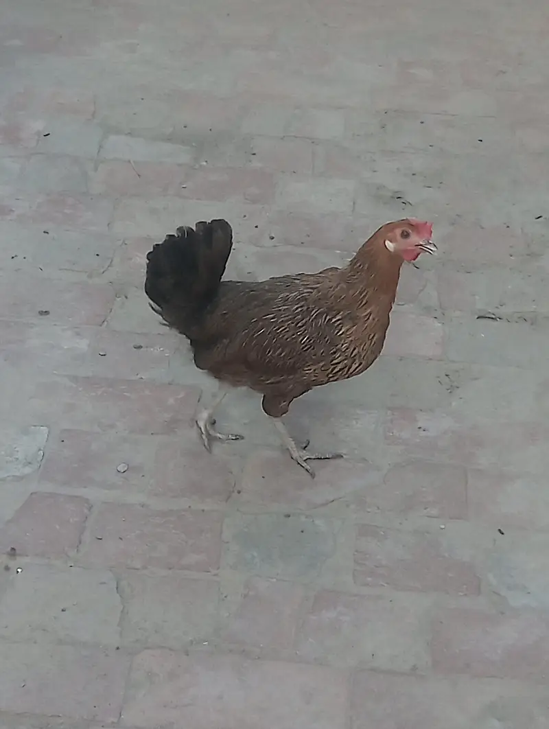 Desi misri hens — photo 4