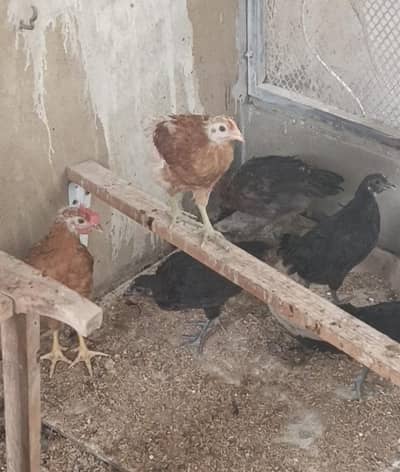 lohman desi misri chick's