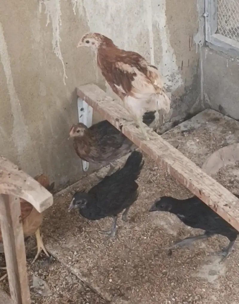 lohman desi misri chick's — photo 2