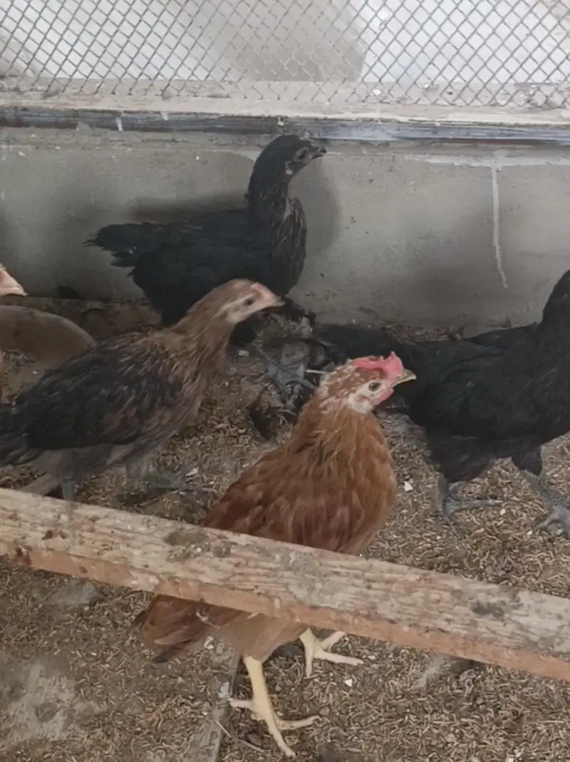 lohman desi misri chick's — photo 3