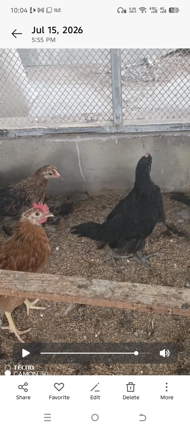 lohman desi misri chick's — photo 4