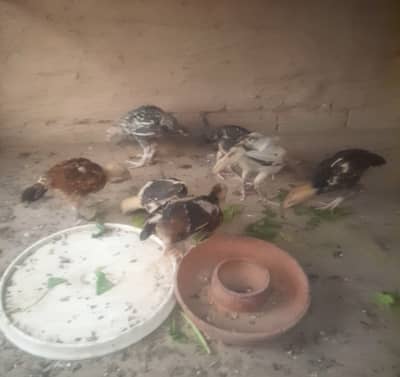 Aseel chick's for sale location sargodha