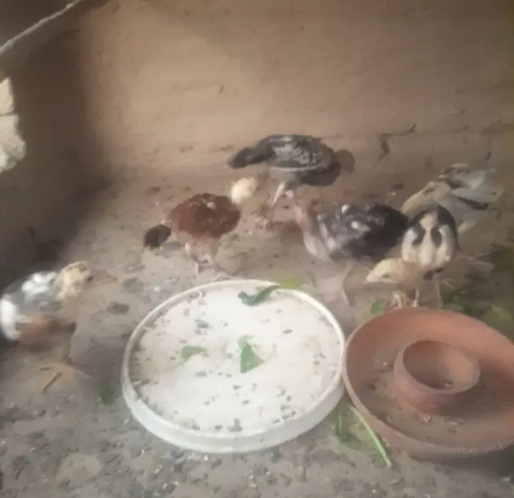Aseel chick's for sale location sargodha — photo 2