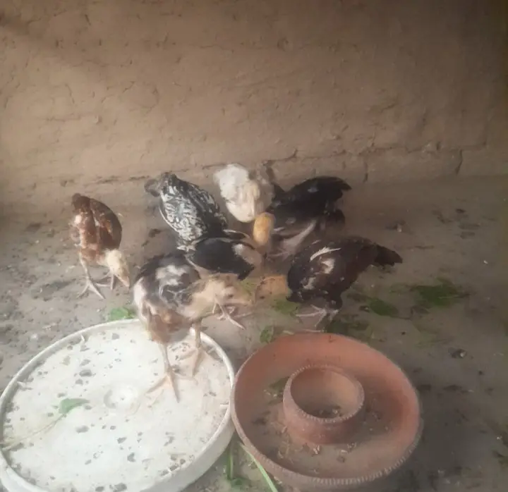 Aseel chick's for sale location sargodha — photo 3