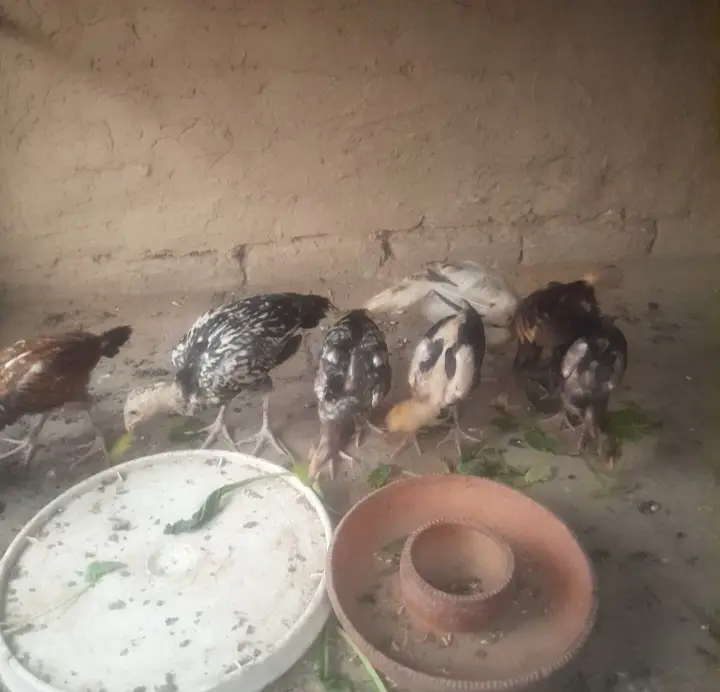 Aseel chick's for sale location sargodha — photo 4