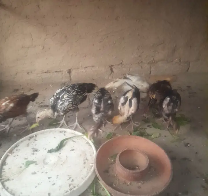 Aseel chick's for sale location sargodha — photo 5