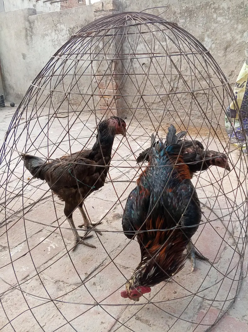 aseel |Dragon |thai |Burmi |Pakoya | Thai Dragon| Punes Pakoya — photo 12