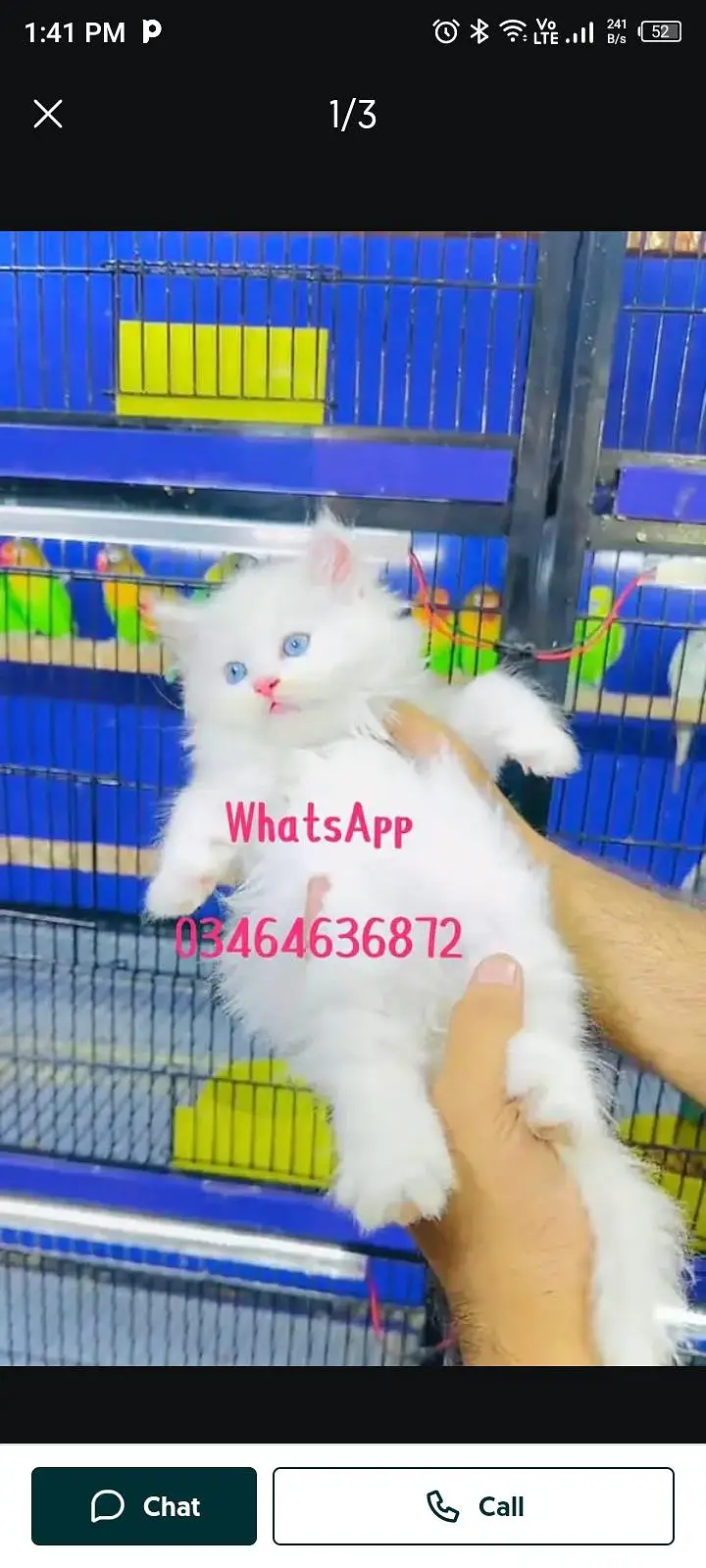 Persian cat 3 coated 5 phase vaccinated delivery all Pakistan — photo 2