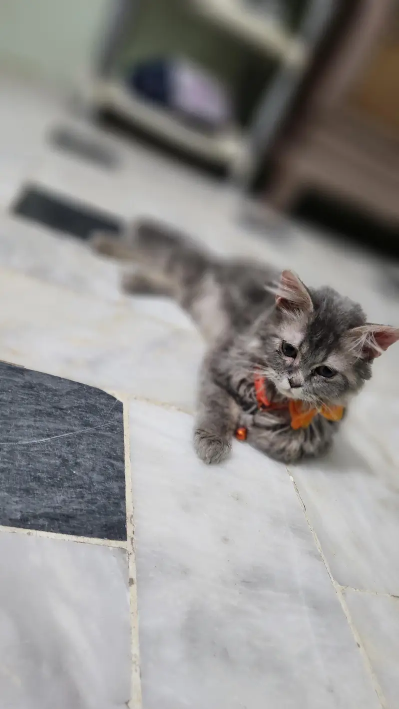 persion cat  long coat for sale full active cat — photo 2