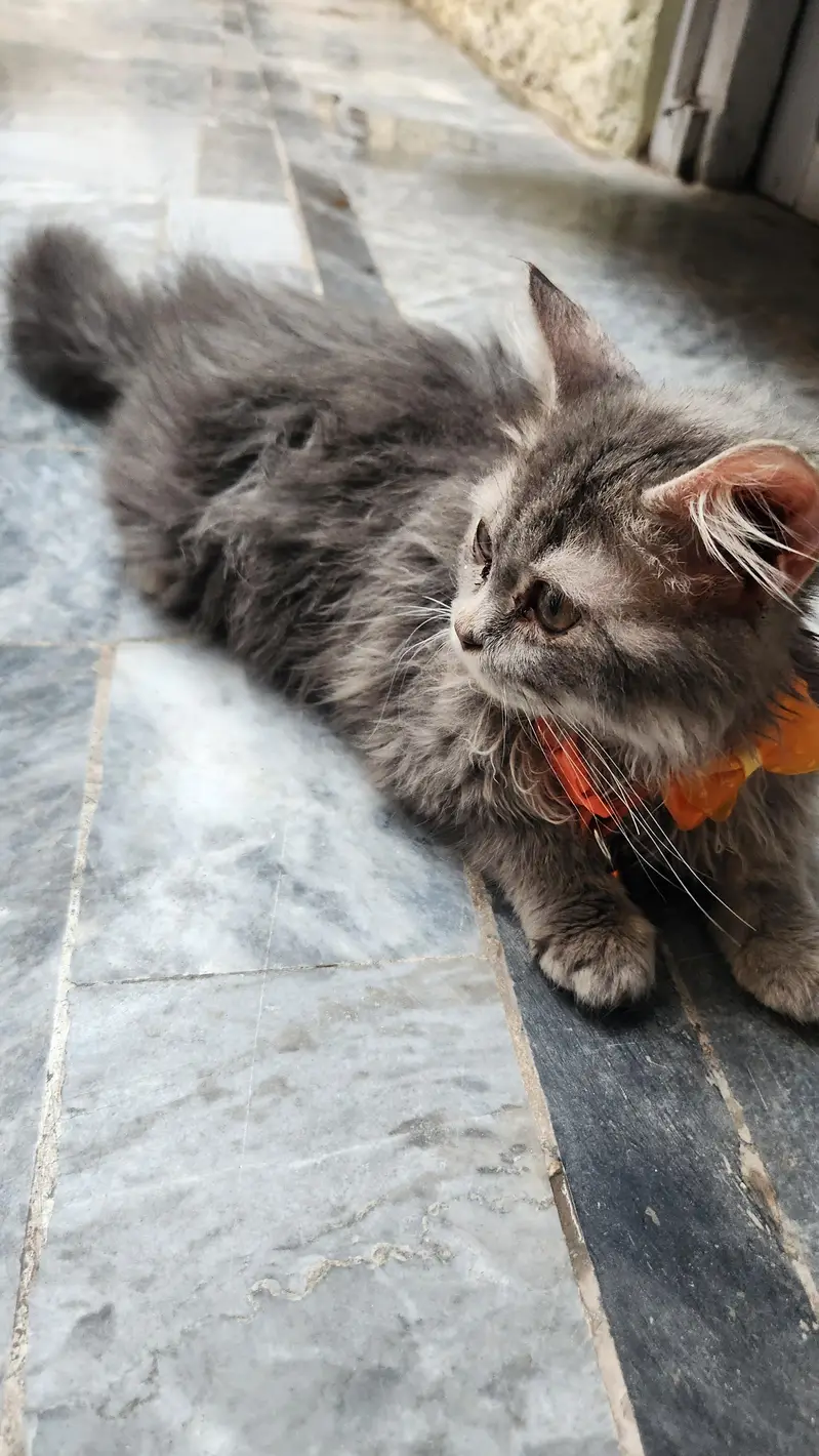 persion cat  long coat for sale full active cat — photo 3