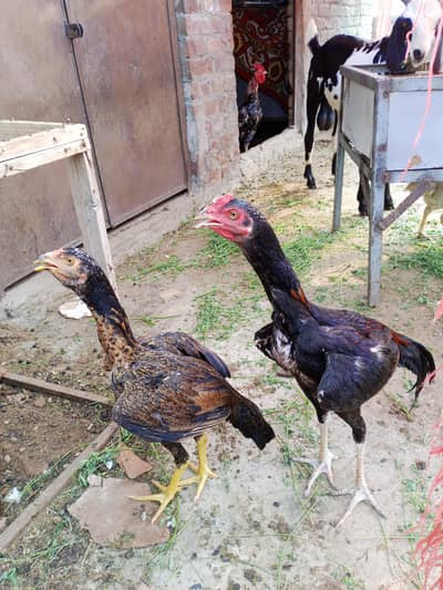 Aseel Thai cross pair