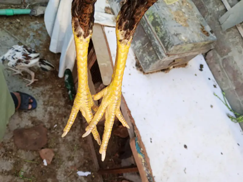 Aseel Thai cross pair — photo 2