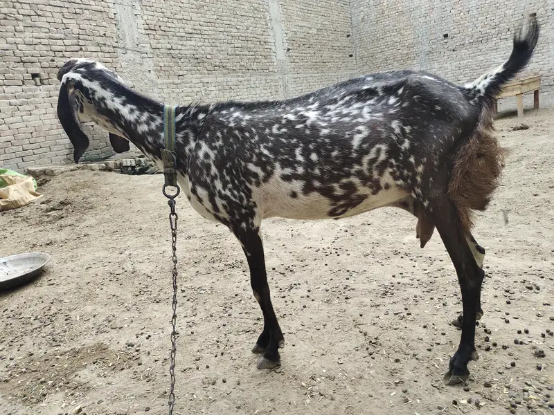 بچوں والی بکری اور پٹھ برائے فروخت   030.8. 4048074 — photo 2