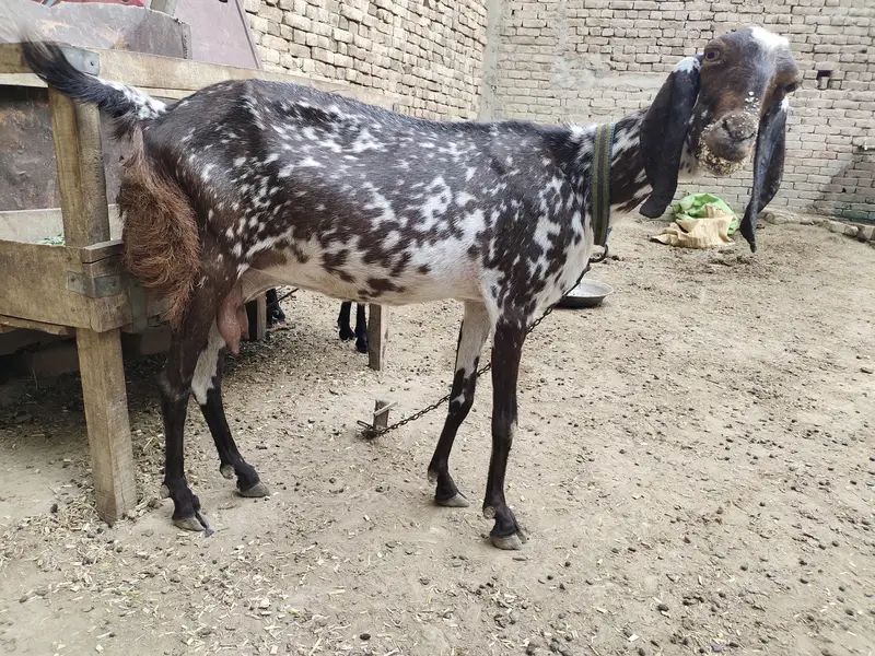 بچوں والی بکری اور پٹھ برائے فروخت   030.8. 4048074 — photo 3