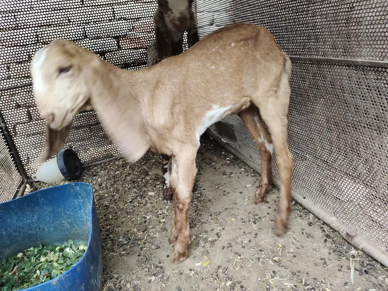 بچوں والی بکری اور پٹھ برائے فروخت   030.8. 4048074 — photo 4