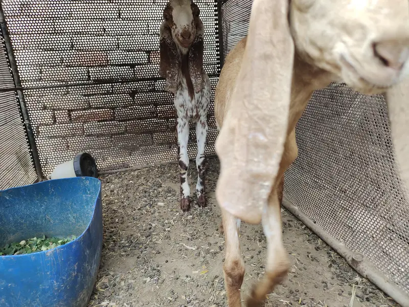 بچوں والی بکری اور پٹھ برائے فروخت   030.8. 4048074 — photo 7