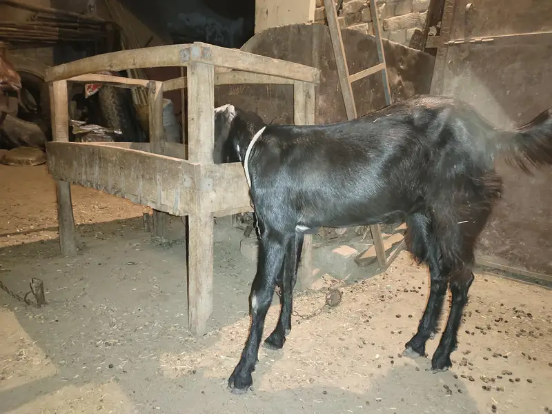 بچوں والی بکری اور پٹھ برائے فروخت   030.8. 4048074 — photo 10