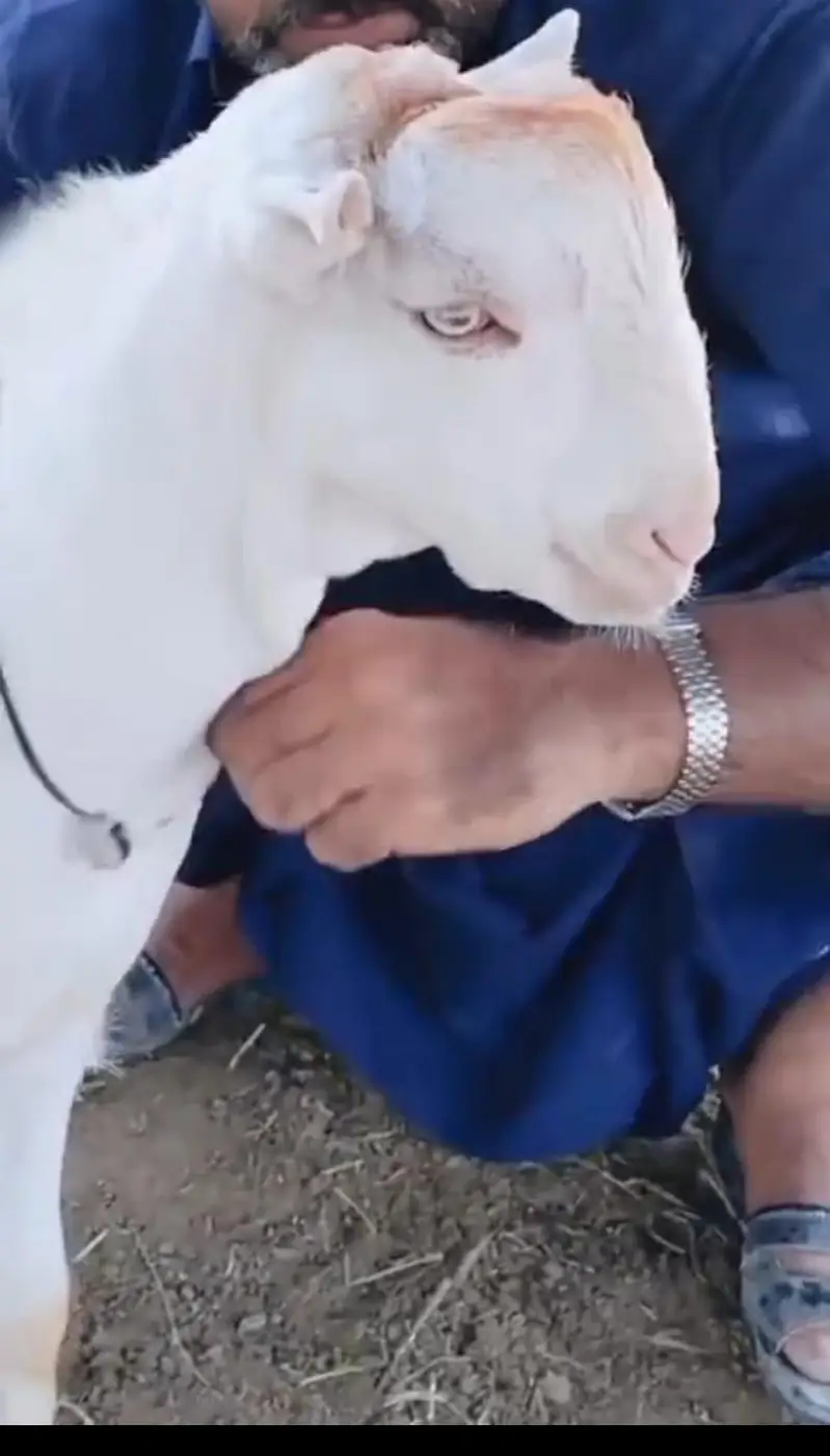 White Tedda in white eyes — photo 2