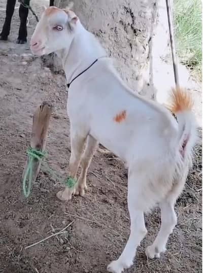 White Tedda in white eyes