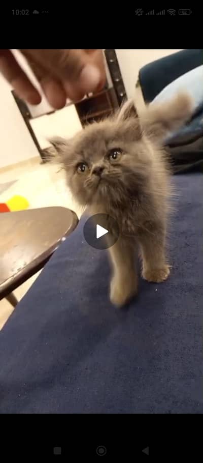 double coated persian smoky