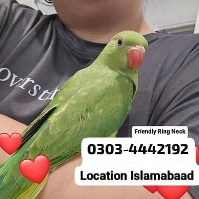 GREEN RINGNECK PROPPER SELF AND HAND TAME