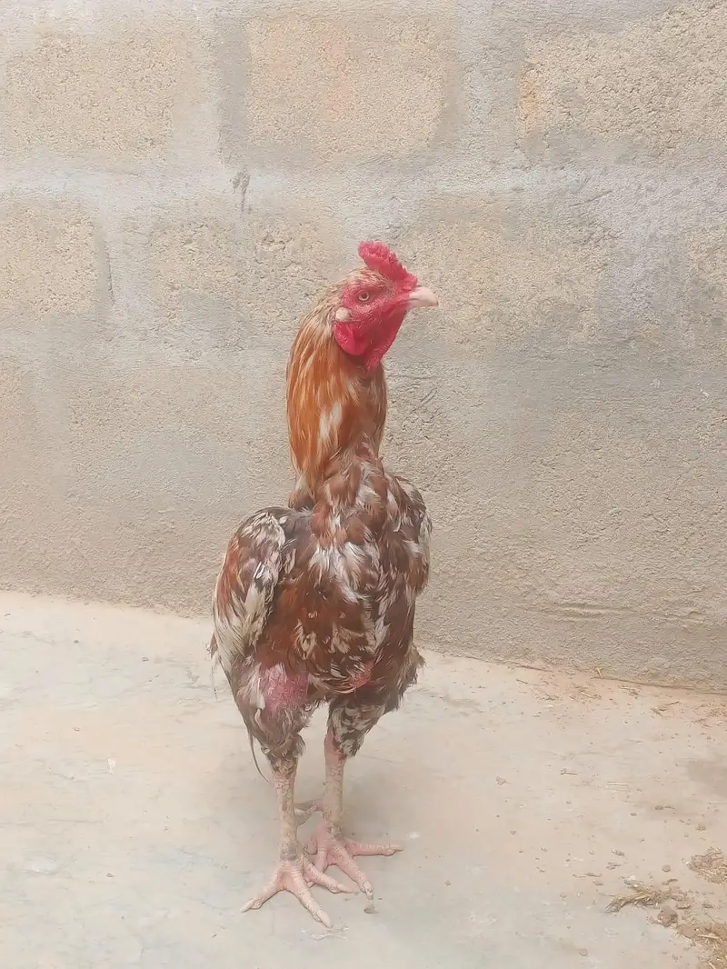 mehmood Khan — photo 3