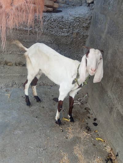 Desi goat