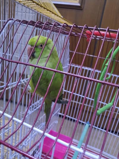 Indian ringneck