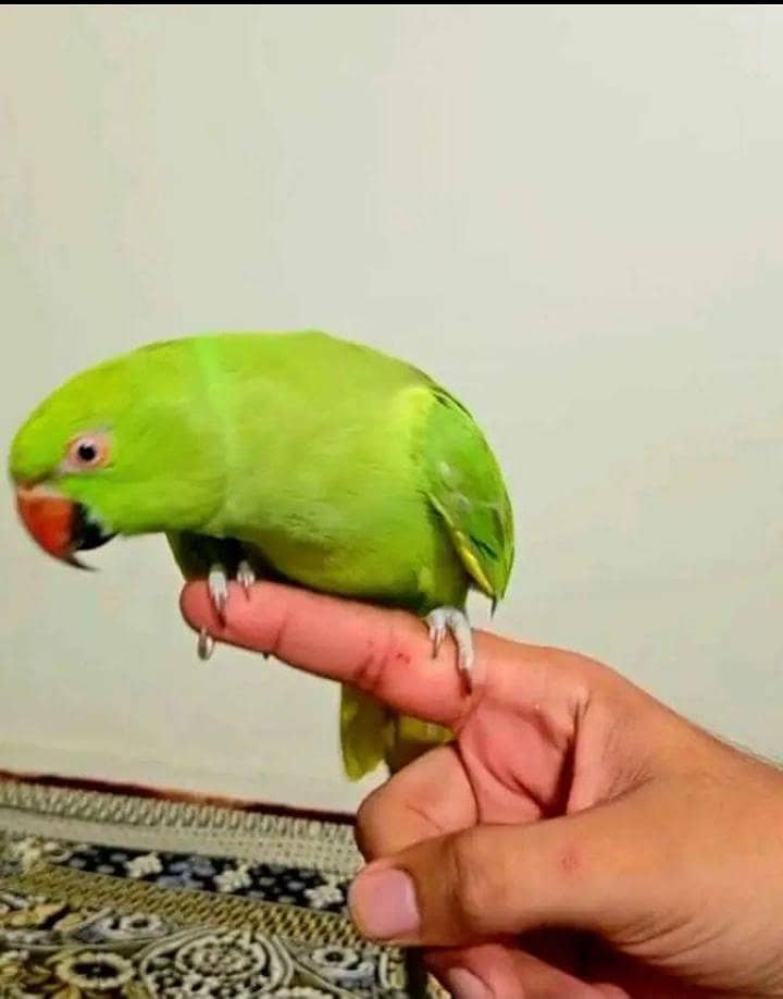 Indian ringneck 1