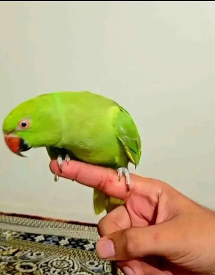 Indian ringneck — photo 2