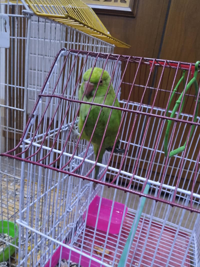 Indian ringneck 2