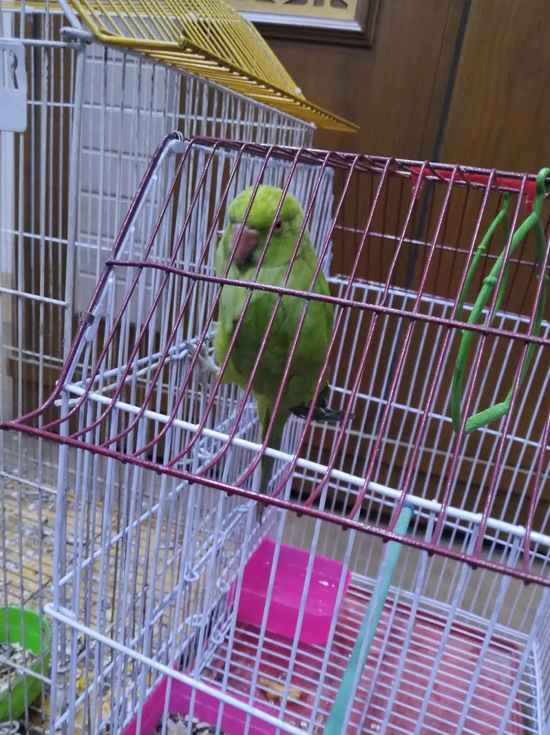 Indian ringneck — photo 3