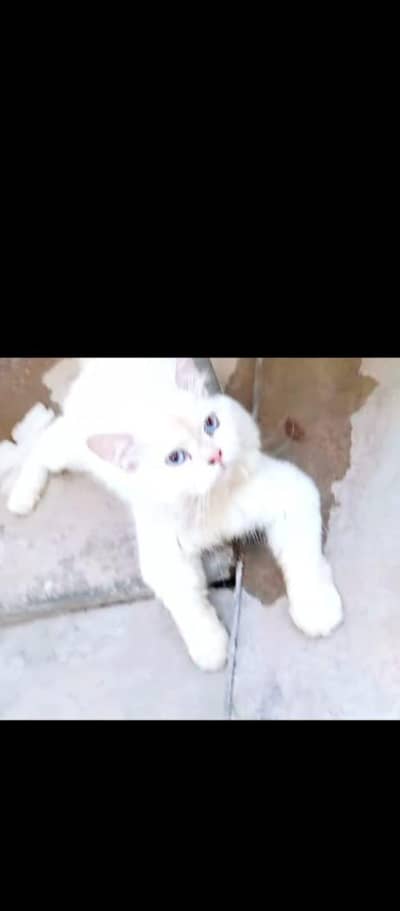 stud male for sale what's app,0304,80,81,621, video matting ki hai