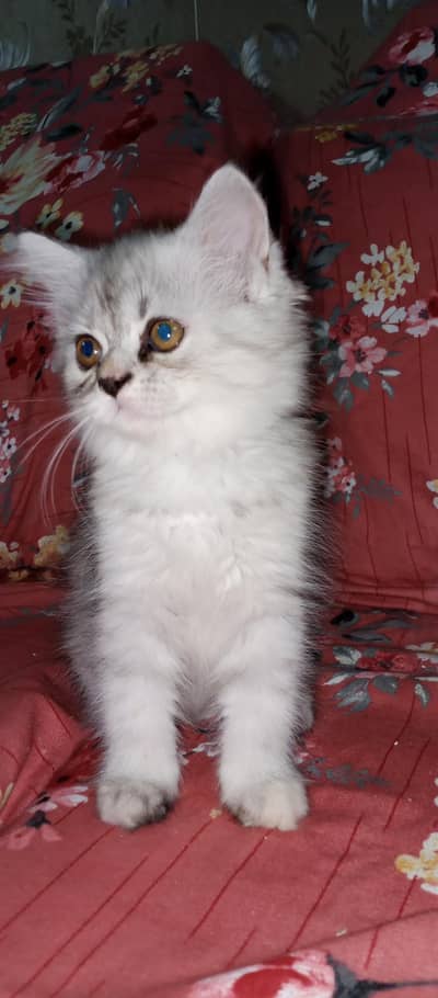 Persian Kittens For sale