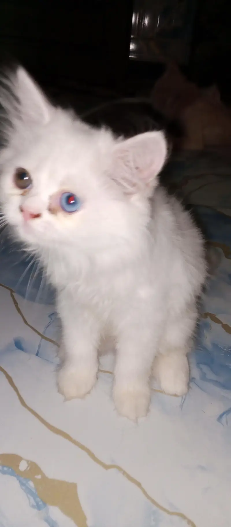 Persian Kittens For sale — photo 2