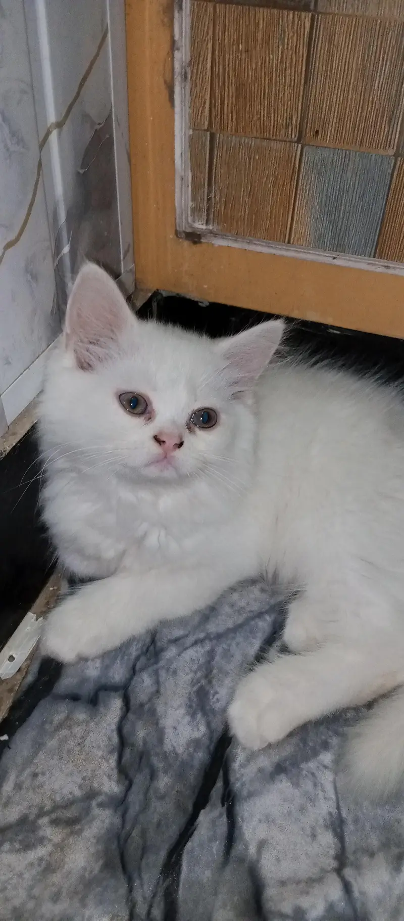 Persian Kittens For sale — photo 3