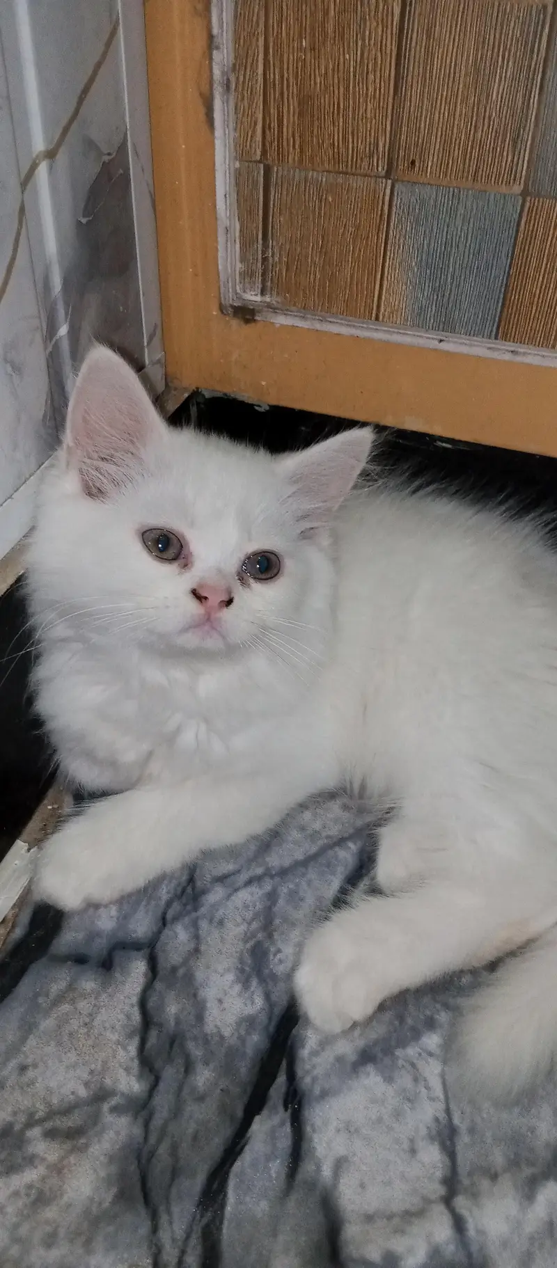 Persian Kittens For sale — photo 4
