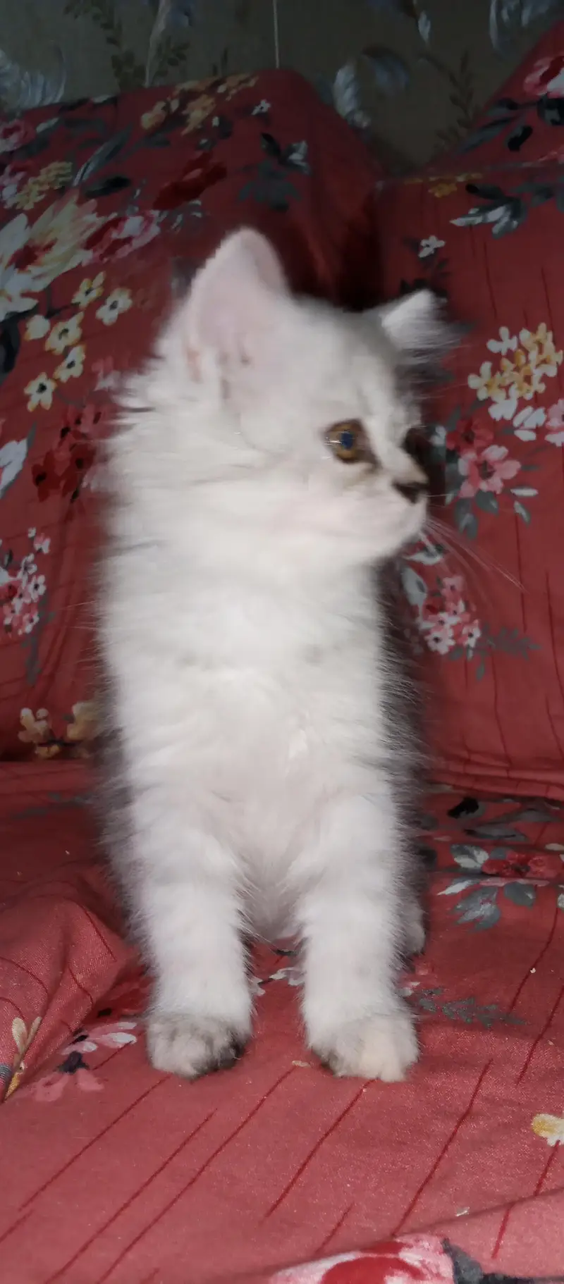 Persian Kittens For sale — photo 5