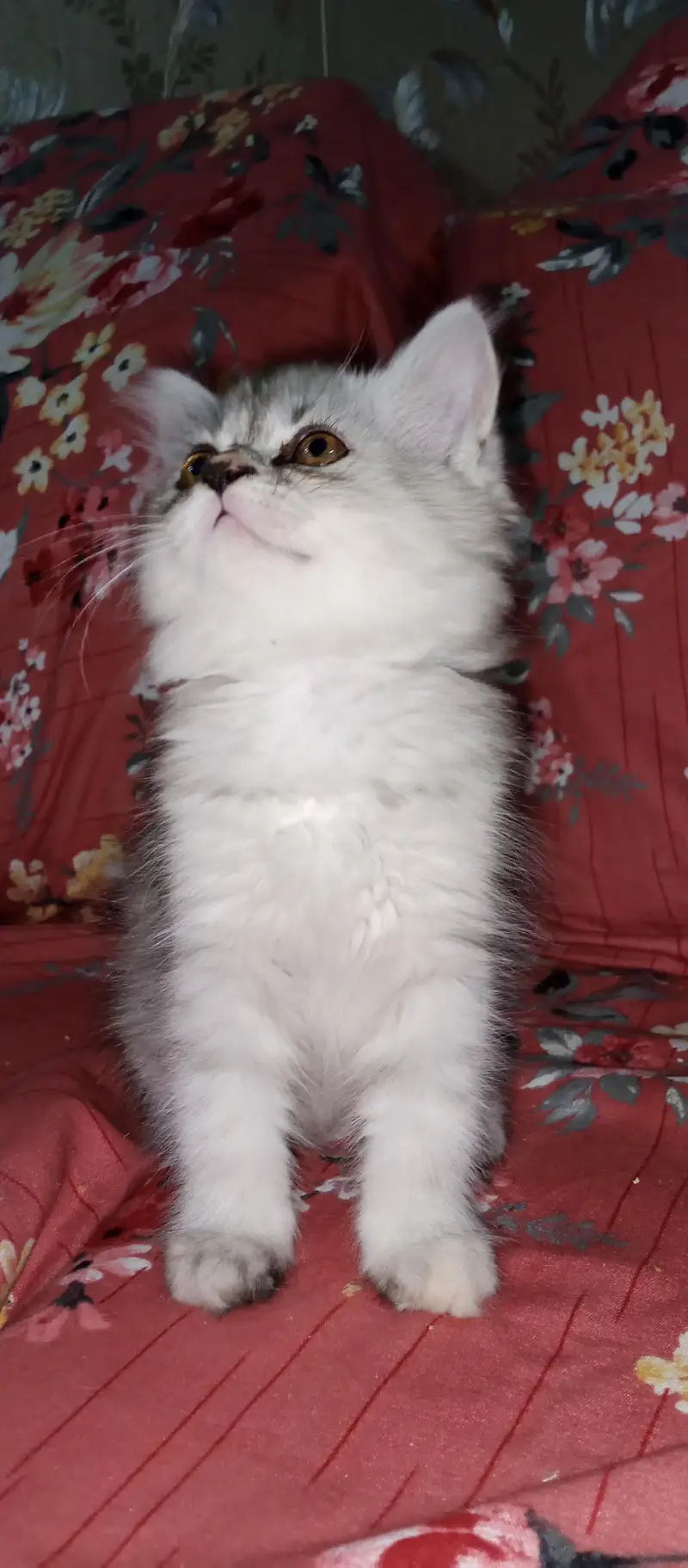 Persian Kittens For sale — photo 6