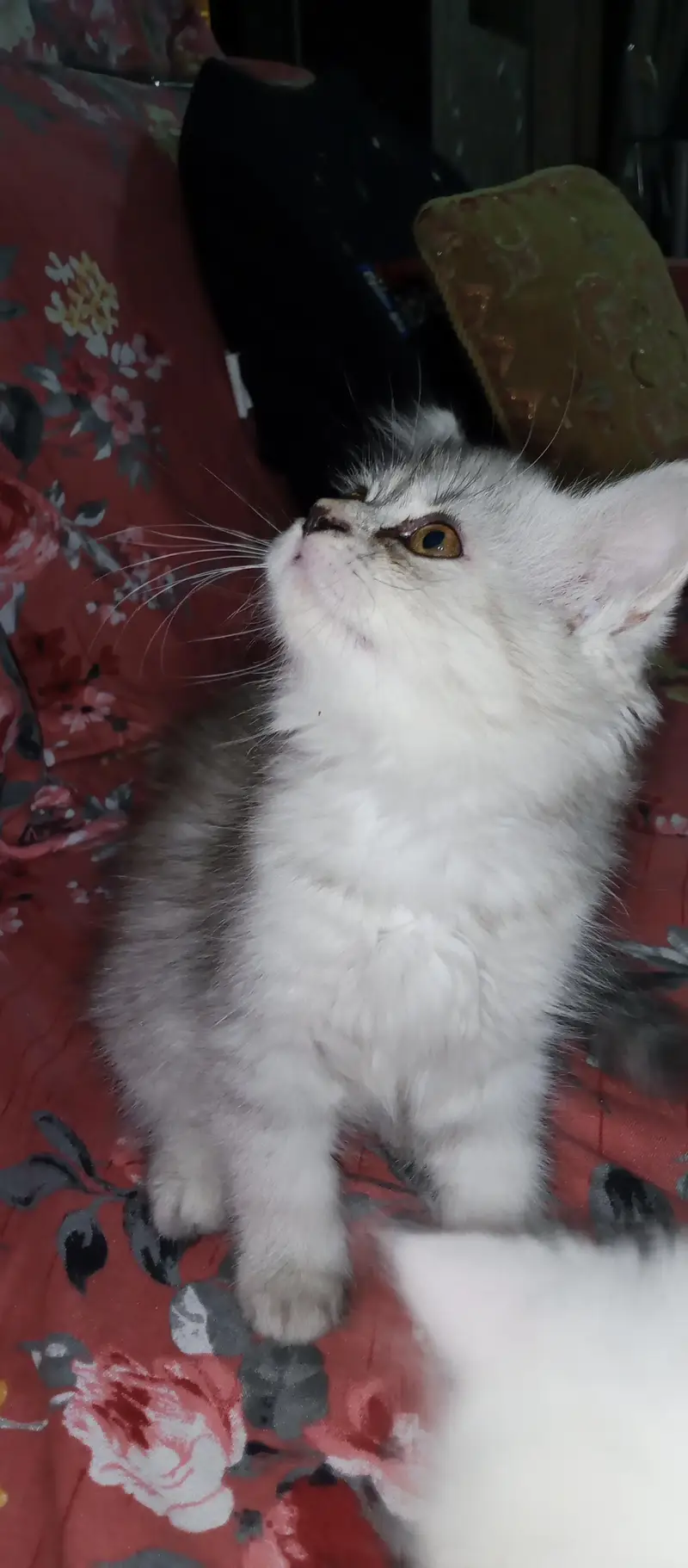 Persian Kittens For sale — photo 7