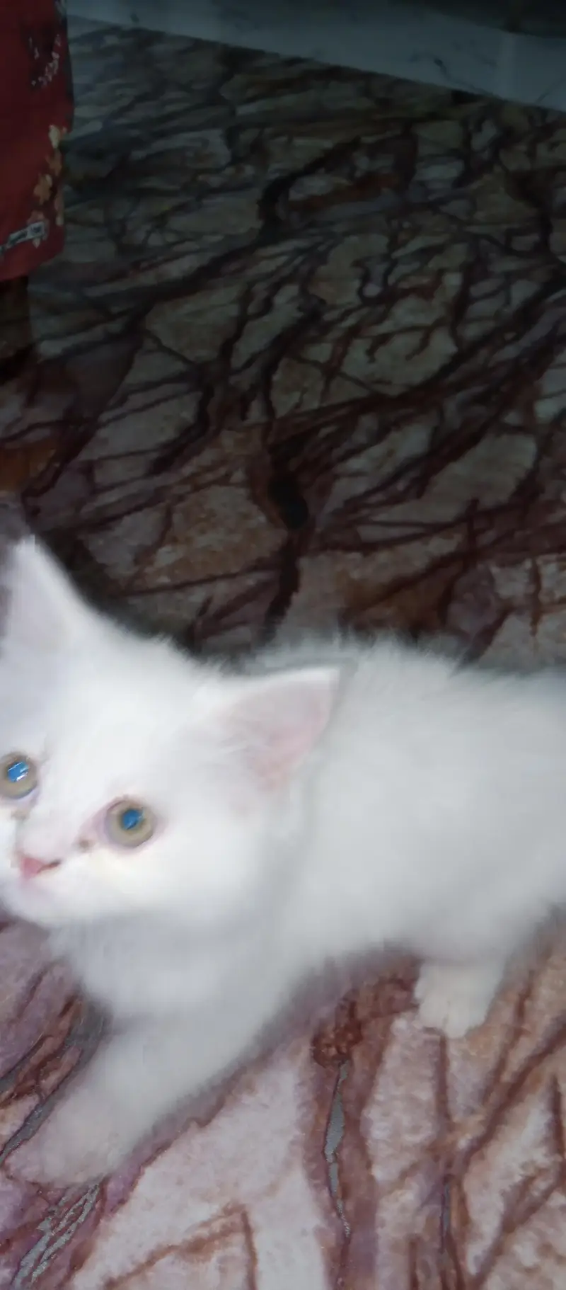 Persian Kittens For sale — photo 8