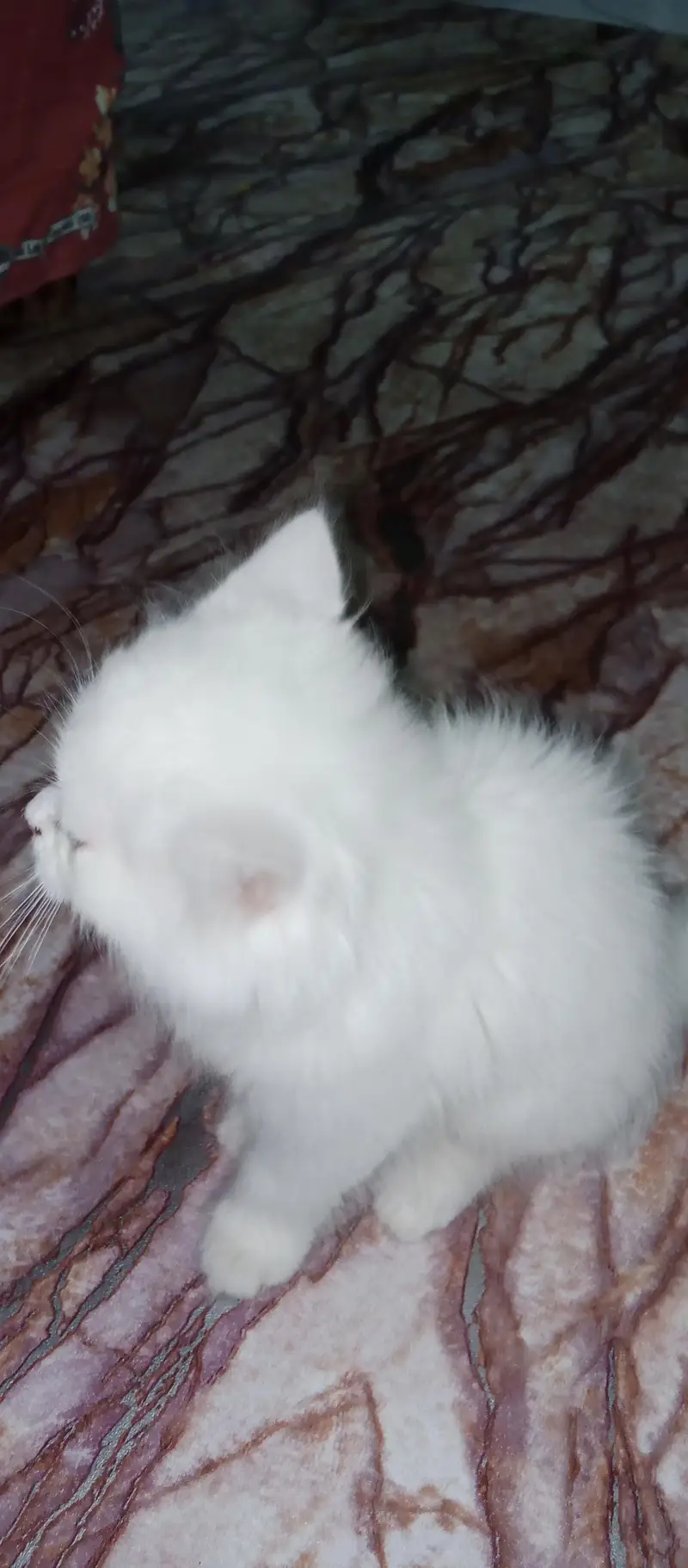 Persian Kittens For sale — photo 9