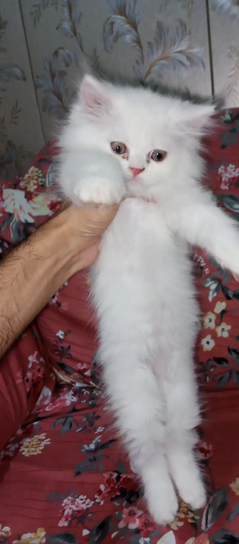 Persian Kittens For sale — photo 10