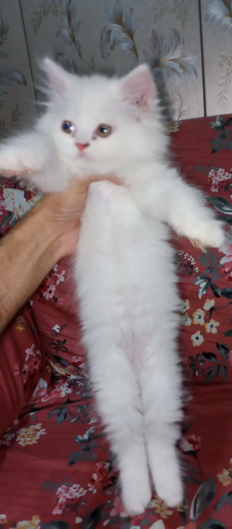 Persian Kittens For sale — photo 11